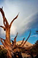 Highlight for album: Max's Album