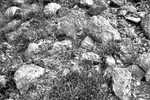 64 RRRocks & Flowers B&W 06-07-27