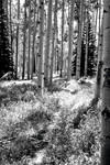 66 Aspen Path B&W 06-07-28