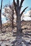 71 Burned Tree 06-08-01