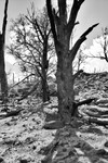71 Burned Tree B&W 06-08-01