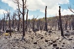 72 Burned Forest 06-08-01