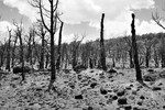 72 Burned Forest B&W 06-08-01
